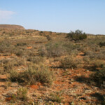 Karoo