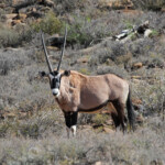 Oryx - Karoo