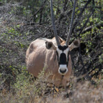 Oryx - Karoo