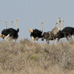 Autruche - Karoo