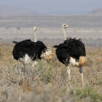Autruche - Karoo