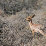 Raphicère champêtre - Karoo