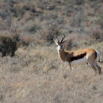 Springbok - Karoo