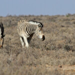 Zèbre des plaines - Karoo