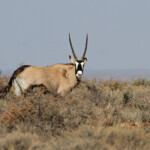 Oryx - Karoo