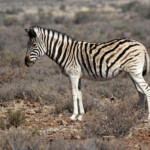 Zèbre des plaines - Karoo