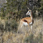 Springbok - Karoo