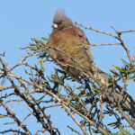 Coliou à dos blanc - Karoo