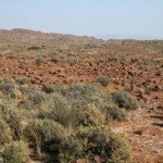 Karoo