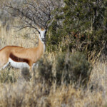 Springbok - Karoo