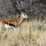 Springbok - Karoo
