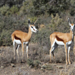 Springbok - Karoo