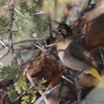 Bulbul brunoir - Karoo