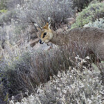 Oréotrague - Karoo