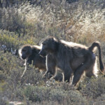 Babouin chacma - Karoo