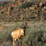 Bubale - Karoo