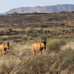 Bubale - Karoo