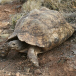 Tortue - Karoo