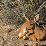Raphicère champêtre - Karoo
