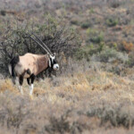 Oryx (Gemsbok) - Karoo Svg+xml,%3Csvg%20xmlns%3D%22http%3A%2F%2Fwww.w3