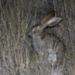 Lièvre des buissons - Karoo