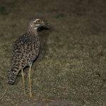 Œdicnème tachard - Karoo