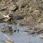 Gravelot à triple collier (Karoo, Afrique du Sud)