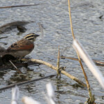 Bruant du Cap - Karoo