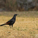 Rufipenne morio - Karoo