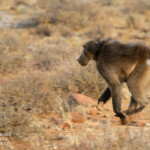 Babouin chacma - Karoo Babouin chacma - Karoo