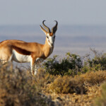 Springbok - Karoo