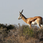 Springbok - Karoo
