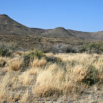 Karoo