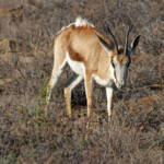 Photothèque Afrique du Sud Svg+xml,%3Csvg%20xmlns%3D%22http%3A%2F%2Fwww.w3
