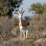 Springbok - Karoo