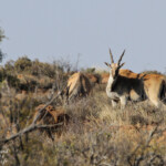 Eland du Cap - Karoo Eland du Cap - Karoo