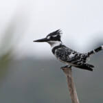 Alcyon-pie - Langvlei - Wilderness