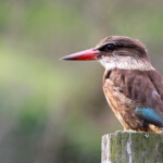 Martin-chasseur à tête brune - Wilderness