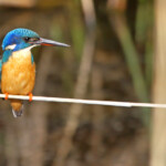 Martin-pêcheur à demi-collier - Wilderness