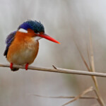 Martin-pêcheur huppé - Langvlei - Wilderness