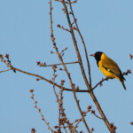 Loriot masqué - Big tree - Wilderness