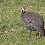 Pintade de Numidie - Ebb and flow - Wilderness