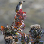 Promérops du Cap et Protée