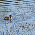 Sarcelle hottentote (Gamtoos)