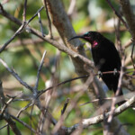 Souimanga améthyste - Tsitsikamma