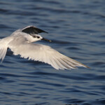 Sterne caugek (Camargue - Piémanson 29/10/2014)