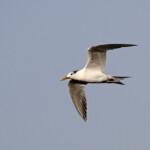 Sterne huppée - Tsitsikamma