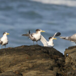 Sterne huppée - Tsitsikamma