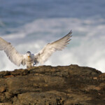 Sterne huppée - Tsitsikamma