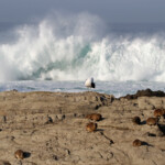 Damans et Goélands dominicains - Tsitsikamma